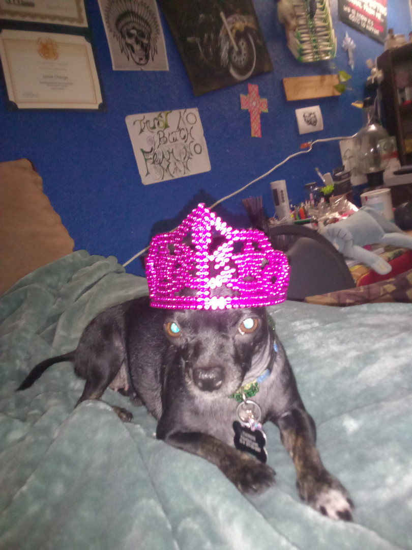 The Twinkies | Fattoid Wiki | Fandom, image size:810x1080