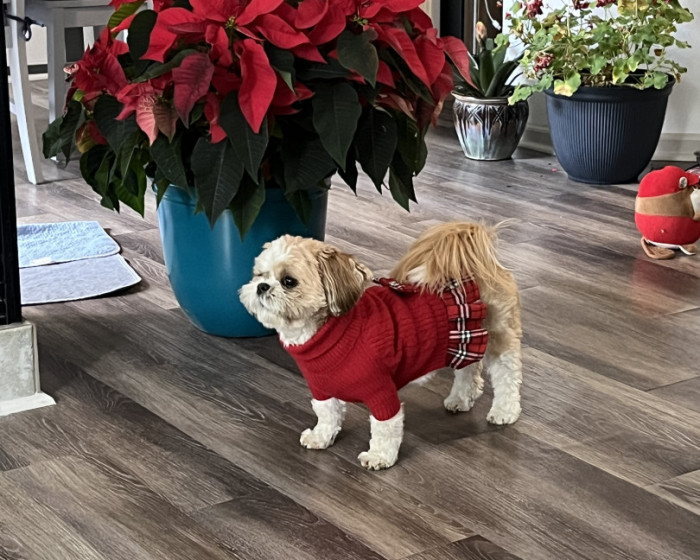 Zoey | America's Favorite Pet