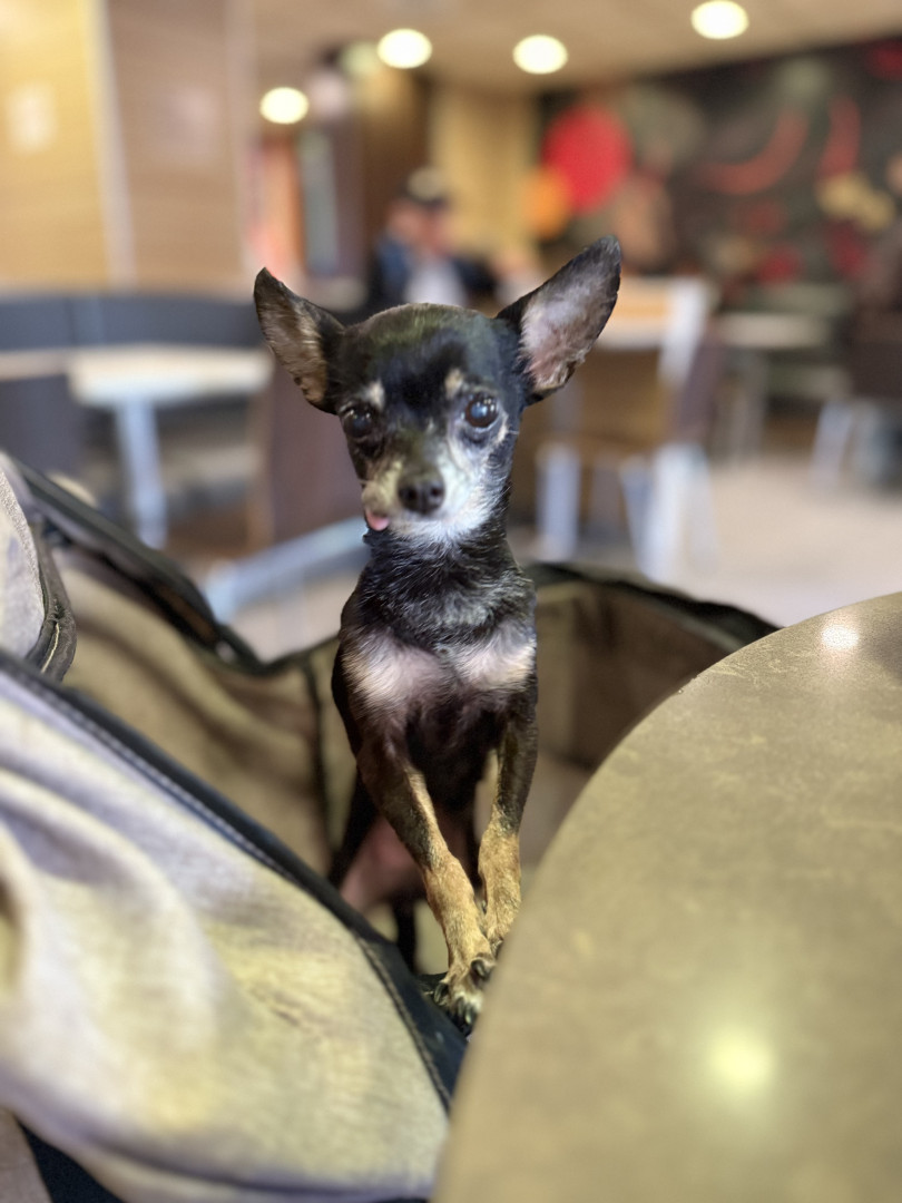 NinnOleh Chihuahua Pelo lungo in vendita nato il 19/08/2018. Pedigree,  microchip e ciclo vaccinale completo. Consegna in tutta Italia. #Chihuahua  #vendita #cuccioli #kennel #5novembre, image size:810x1080