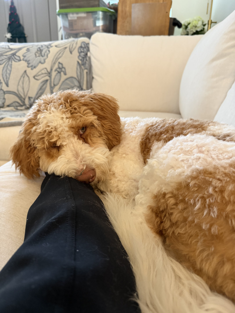 Archie | America's Favorite Pet