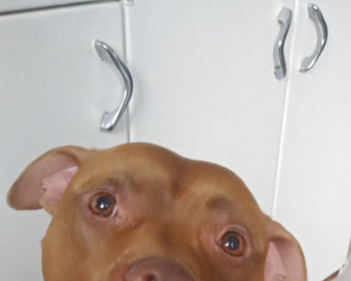 Carolyn Phillips s Pet America s Favorite Pet