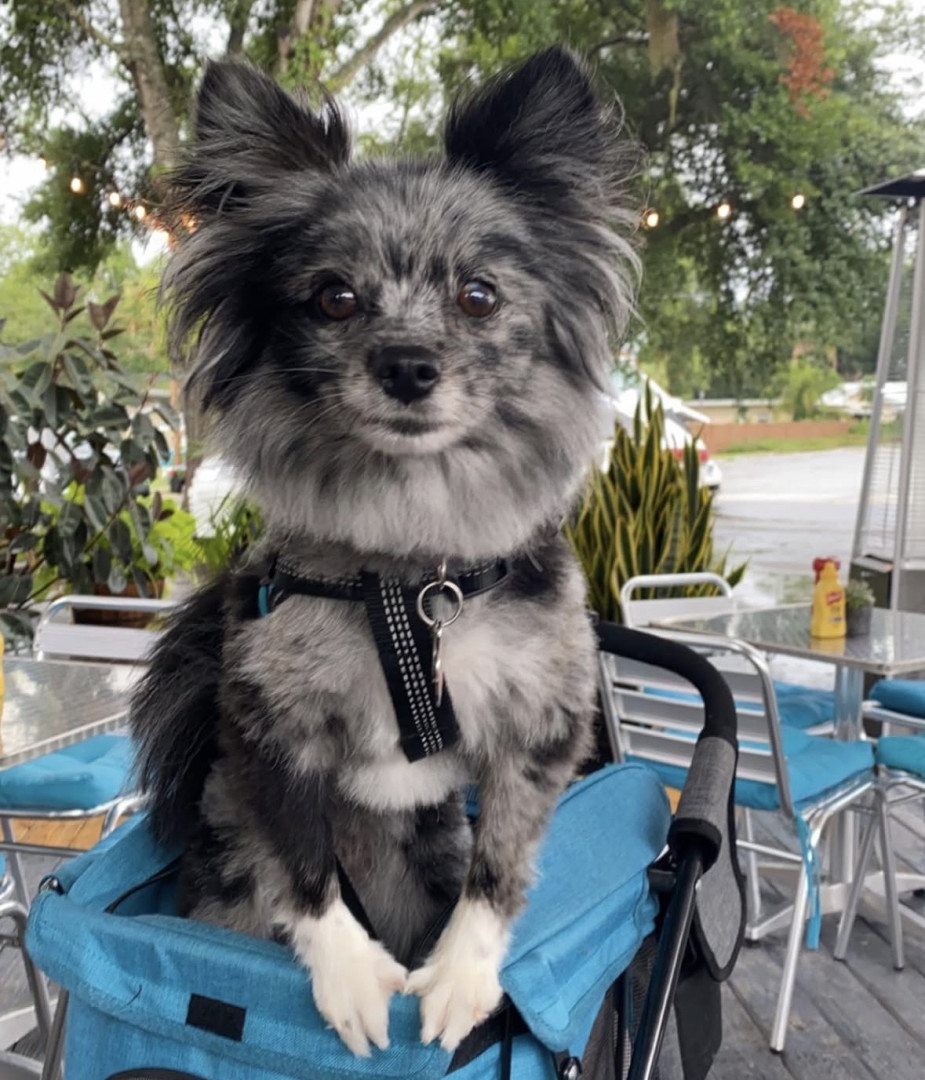 Zoey | America's Favorite Pet