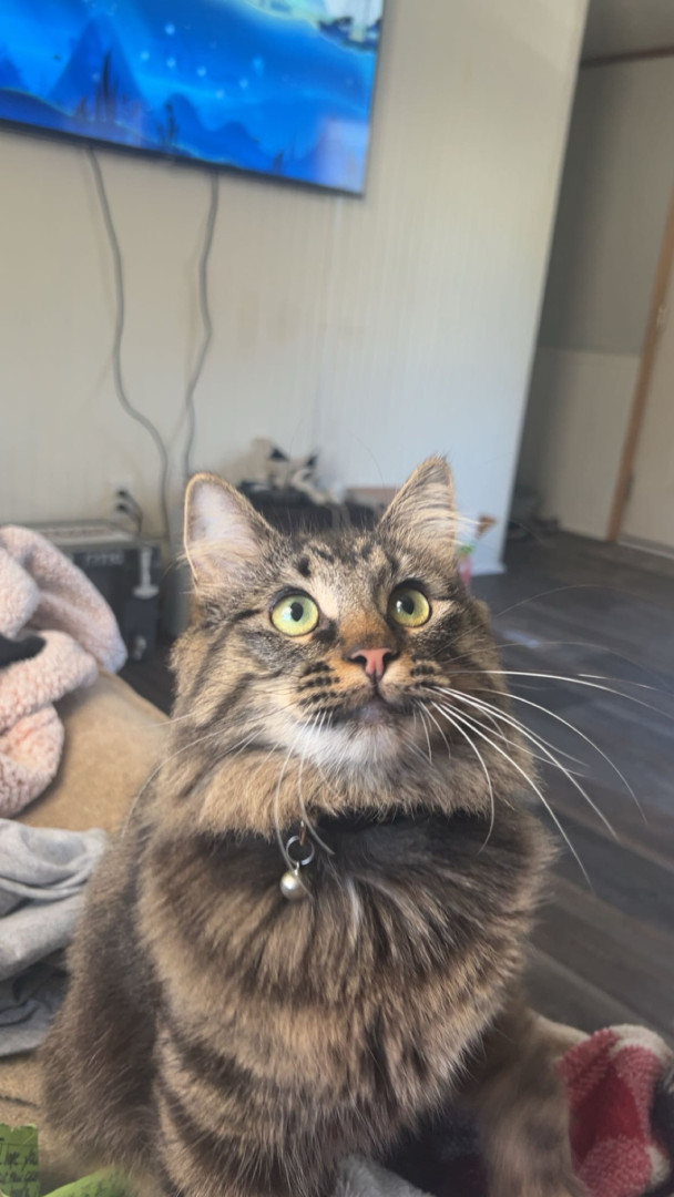 Ember Ray | America's Favorite Pet