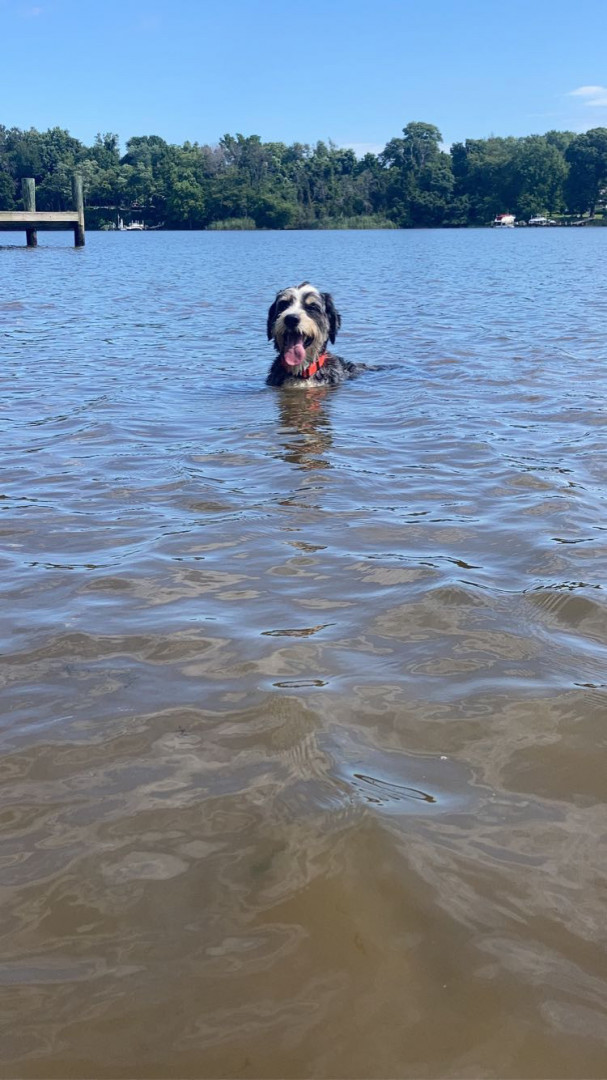 Gunner Graham America's Favorite Pet