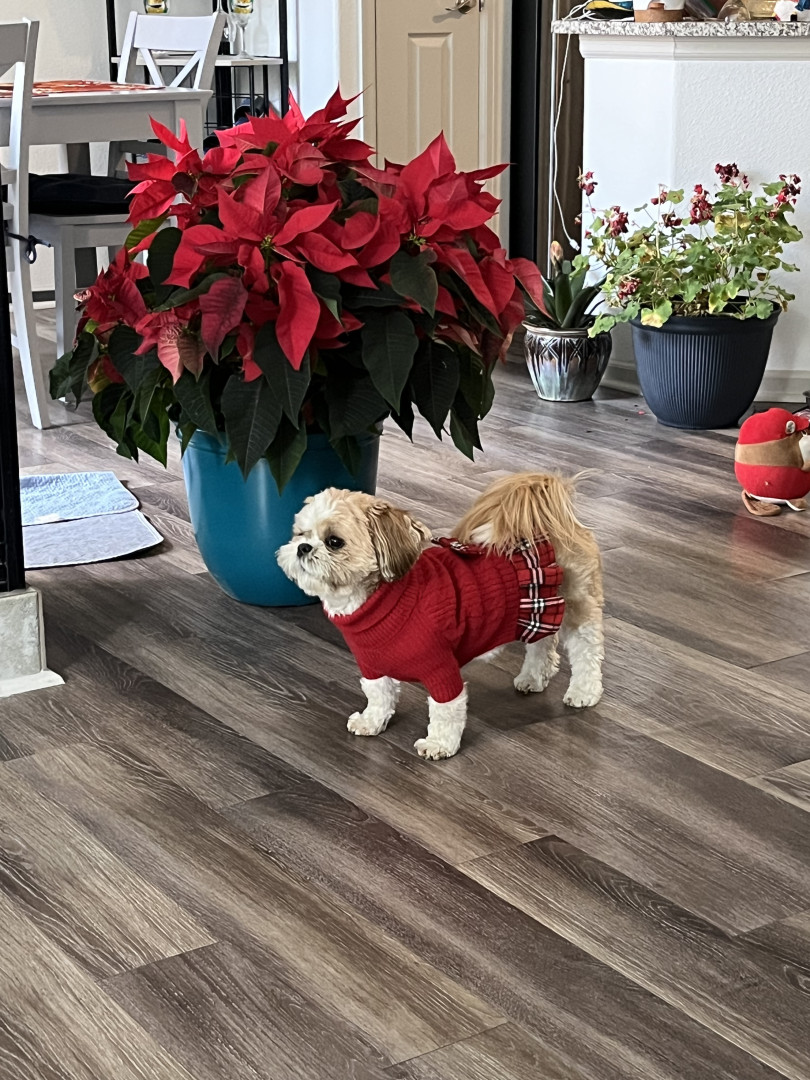 Zoey | America's Favorite Pet