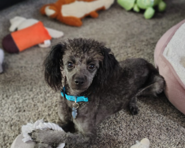 Midnight | America's Favorite Pet