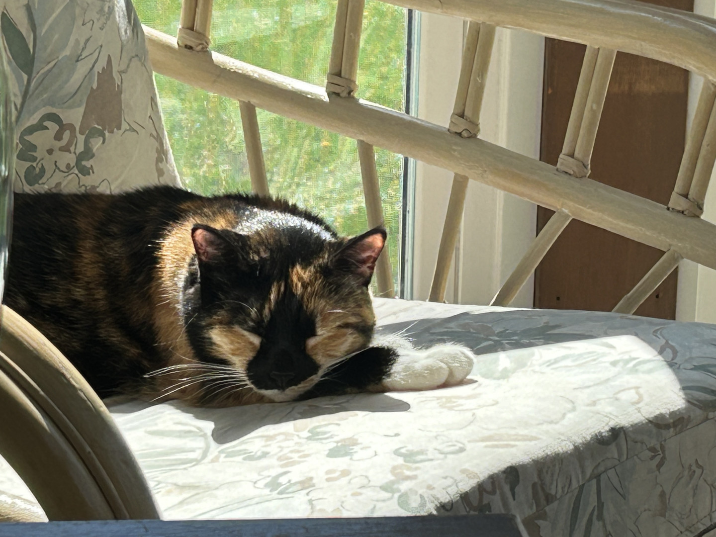 Marbles | America's Favorite Pet