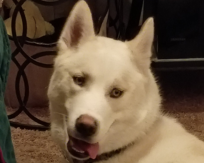 Yuki | America's Favorite Pet