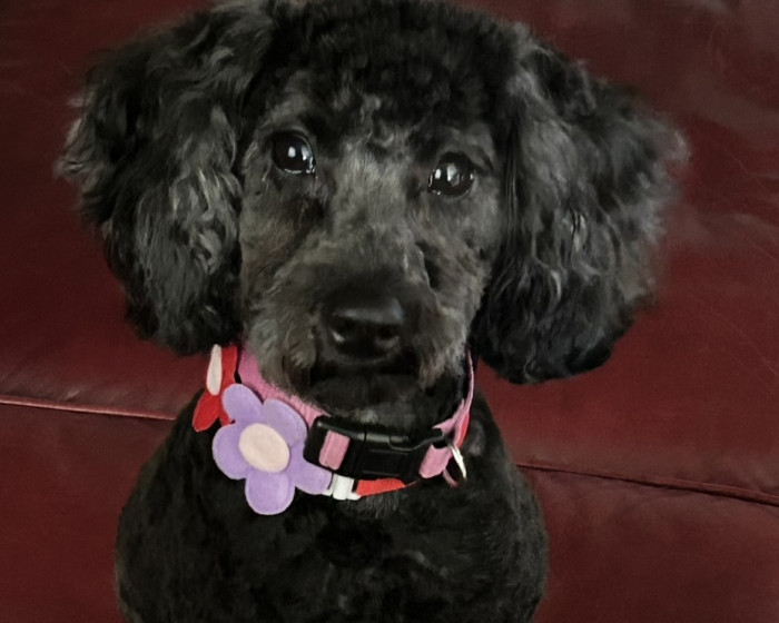 Maggie May | America's Favorite Pet