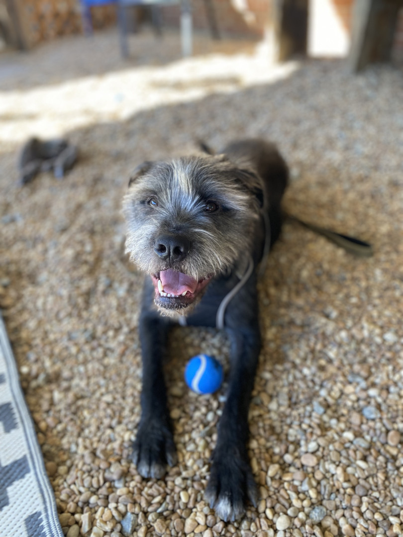 A CLOSER LOOK: Animal Control discourages buying puppies from pet store |  KNWA FOX24 Devil Dog Border Terrier パーカー