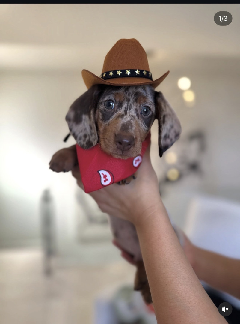 Wybie | America's Favorite Pet
