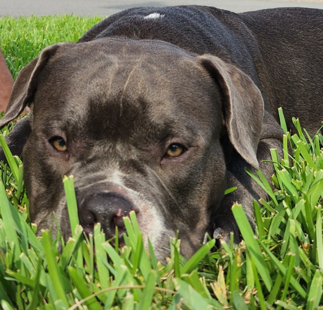 BENARD | America's Favorite Pet