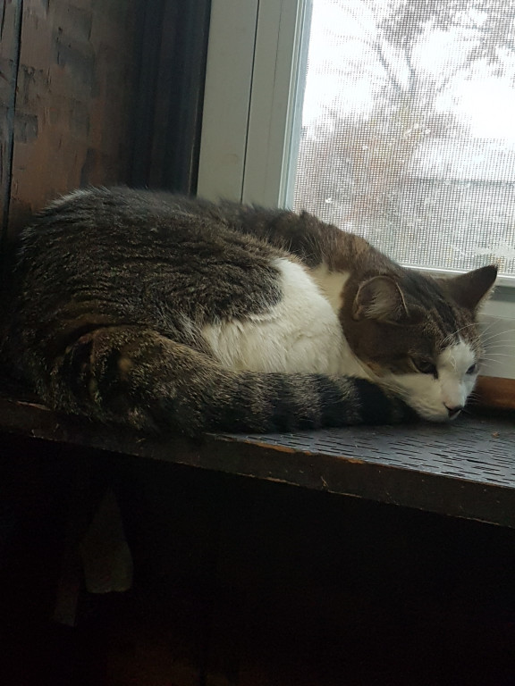 Smokey America s Favorite Pet