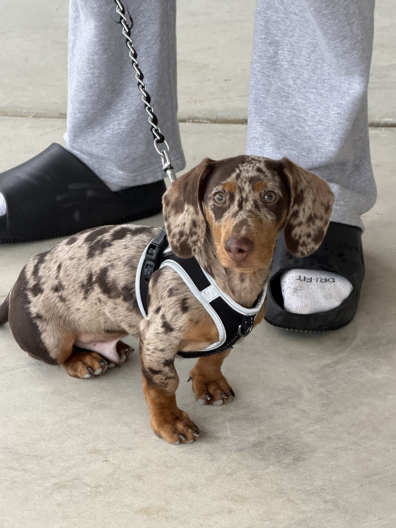 Wybie | America's Favorite Pet