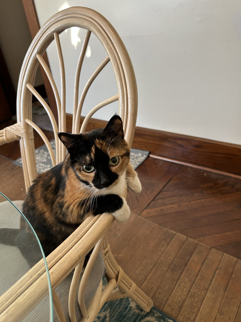 Marbles | America's Favorite Pet