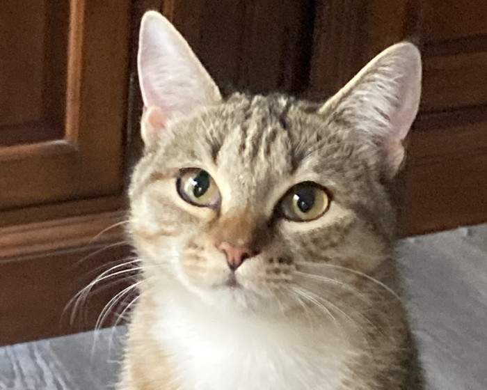 Tootsie Roll America's Favorite Pet