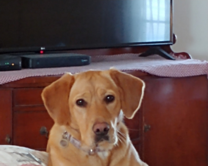 Nutmeg America's Favorite Pet