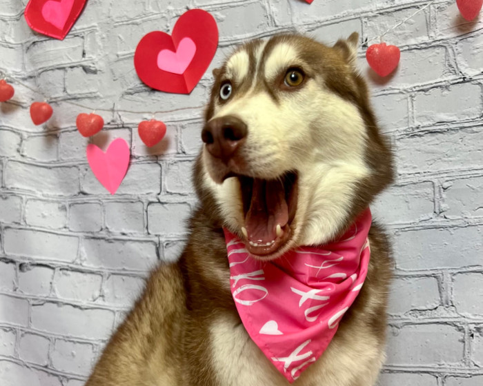 ドッグフード LUNA Luna | America's Favorite Pet