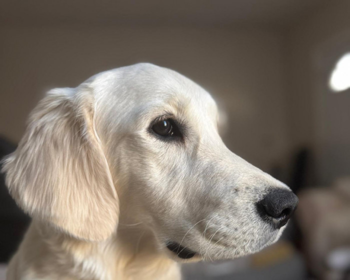 Zoe | America's Favorite Pet