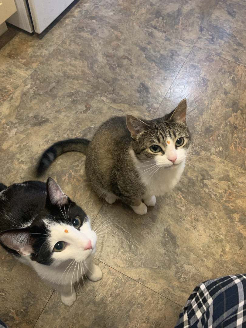 Ding Ding 喵~ PET Dingding jr | America's Favorite Pet