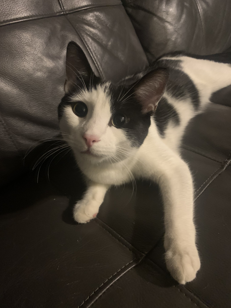 Dingding jr | America's Favorite Pet