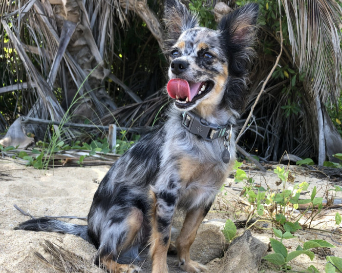 Vote for Azul to be in Dogster or Catster Magazine and take home a $5,000 cash prize!