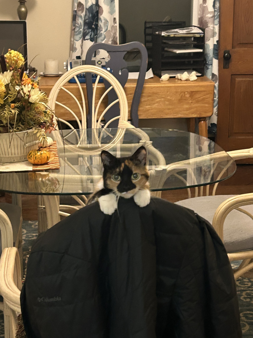 Marbles | America's Favorite Pet