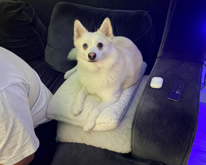 Luna | America's Favorite Pet