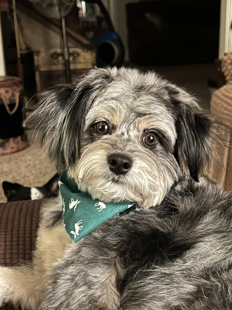 Shamus America's Favorite Pet