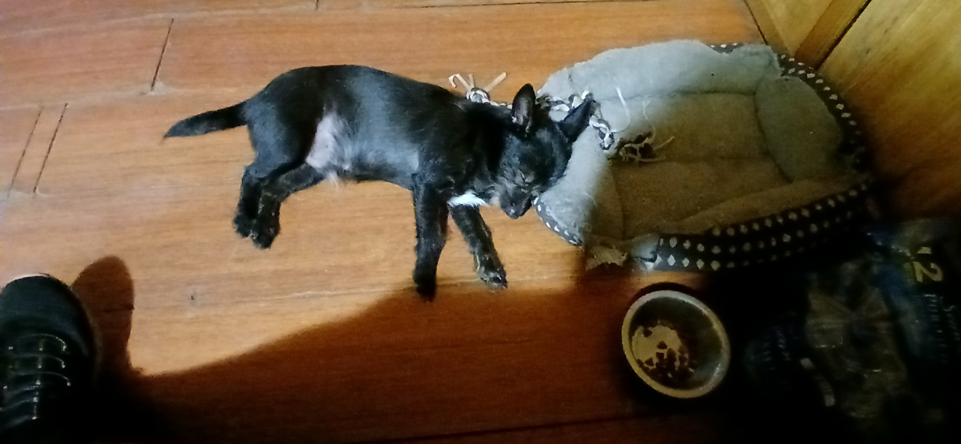 Baby Looney Tunes - Cartoon Network Series - Where To Watch, image size:1920x888