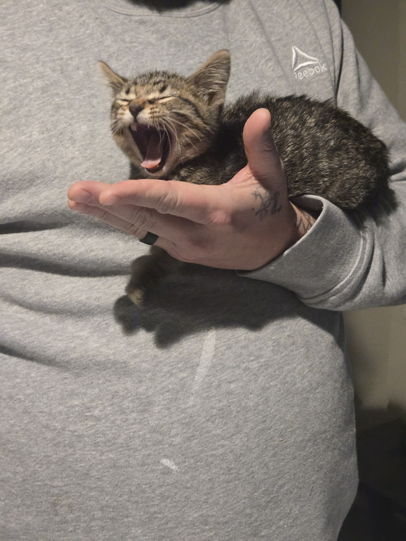 キャットフード Alice Alice | America's Favorite Pet