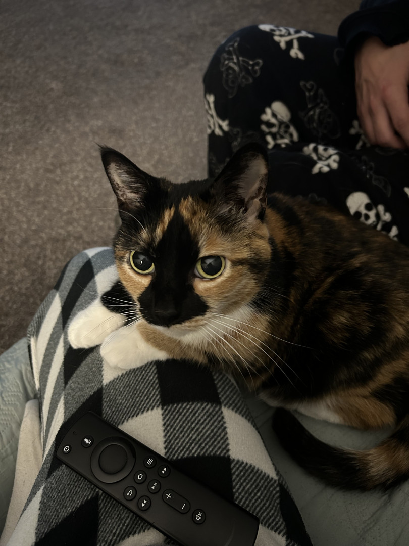 Marbles | America's Favorite Pet