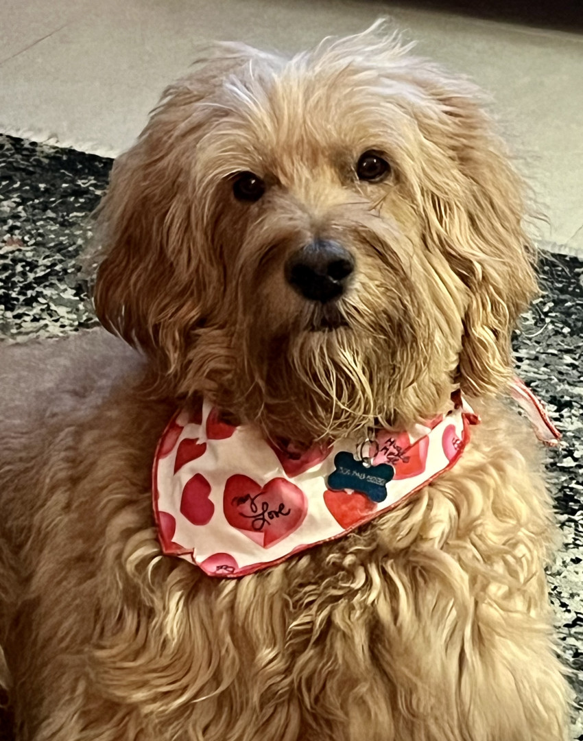 Archie | America's Favorite Pet