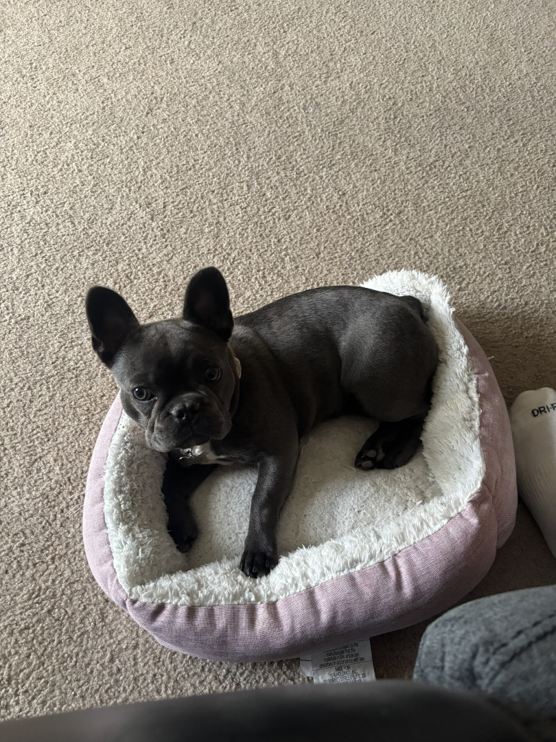 Luna | America's Favorite Pet