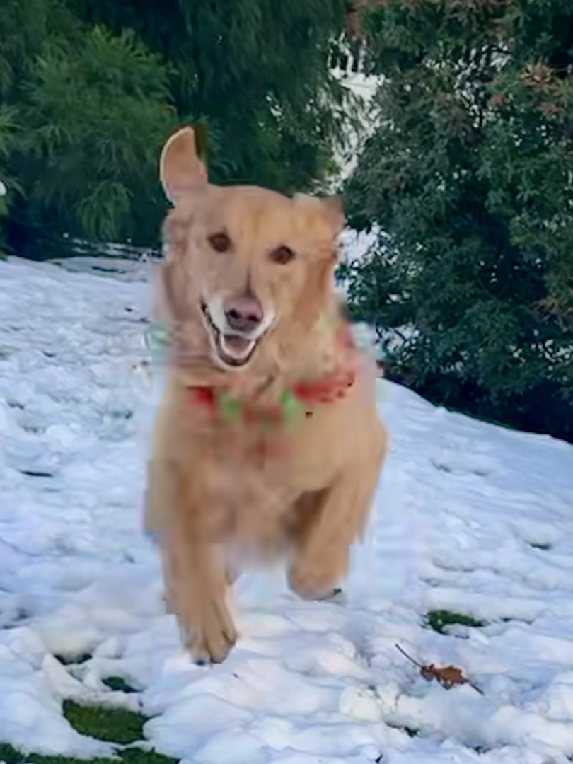 Zoey | America's Favorite Pet