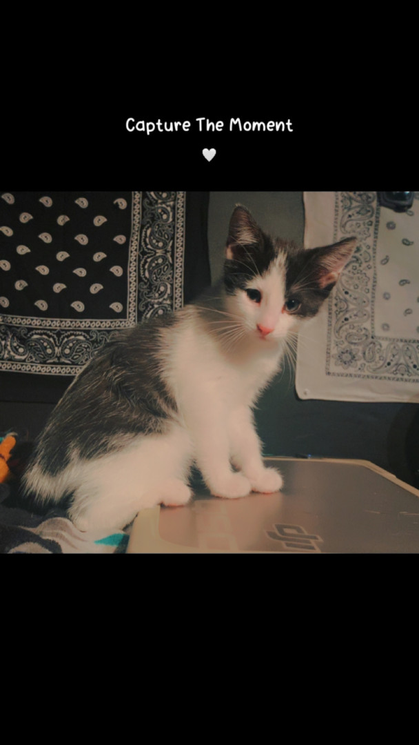 Dingding jr | America's Favorite Pet