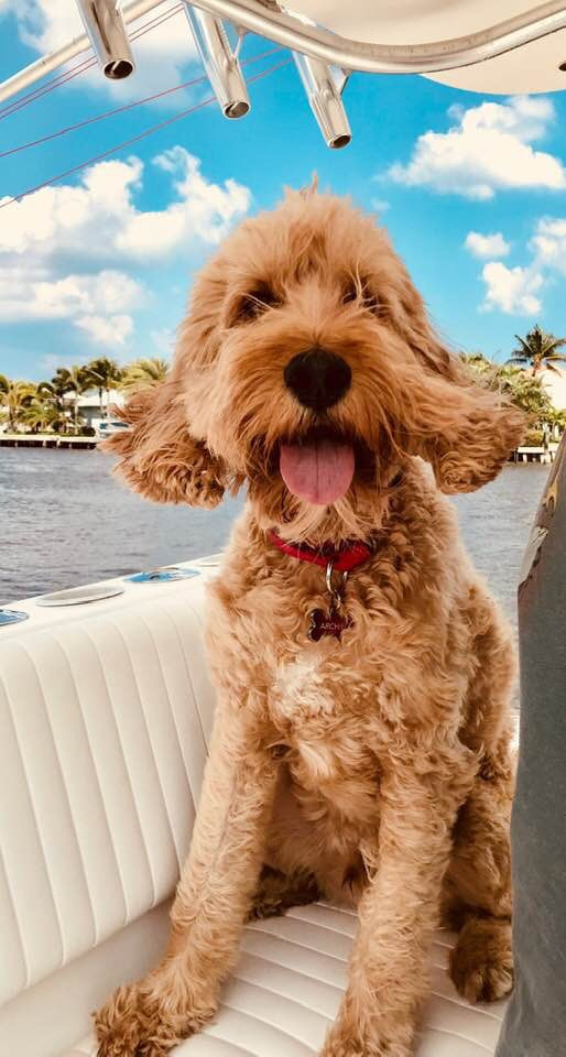 Archie | America's Favorite Pet