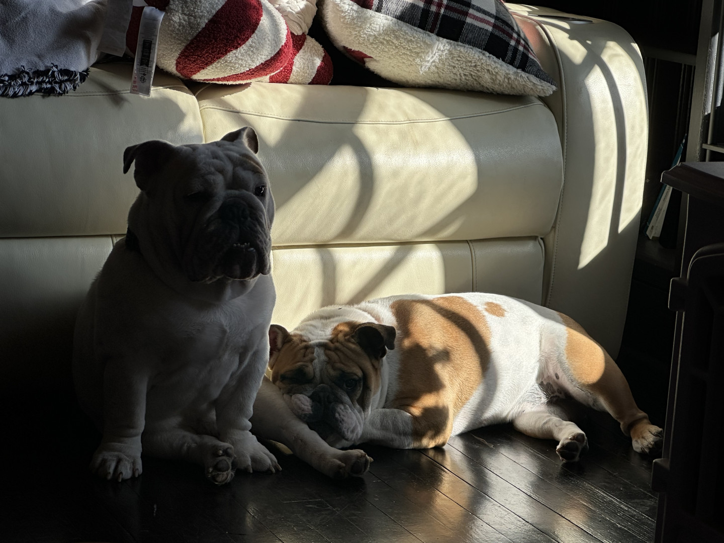 Belle & Kirby | America's Favorite Pet