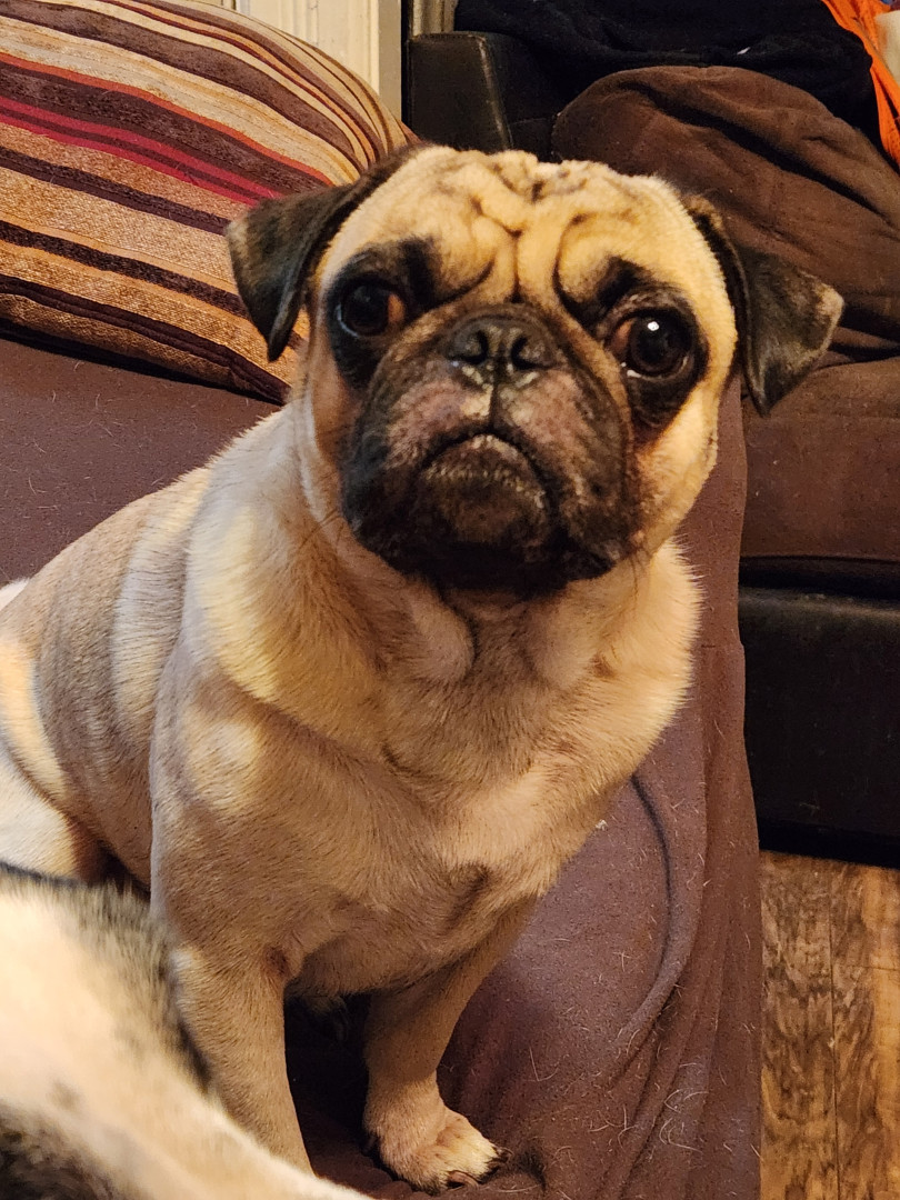 Pug vs French Bulldog: Complete Guide to Choosing Your Pup – SPARK PAWS, image size:810x1080