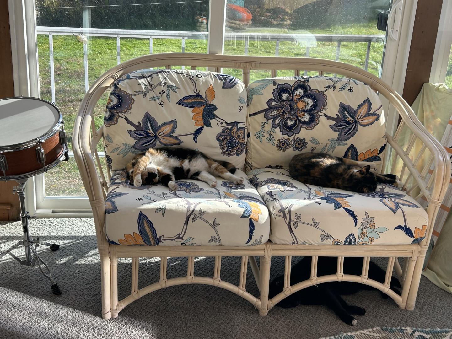 Marbles | America's Favorite Pet